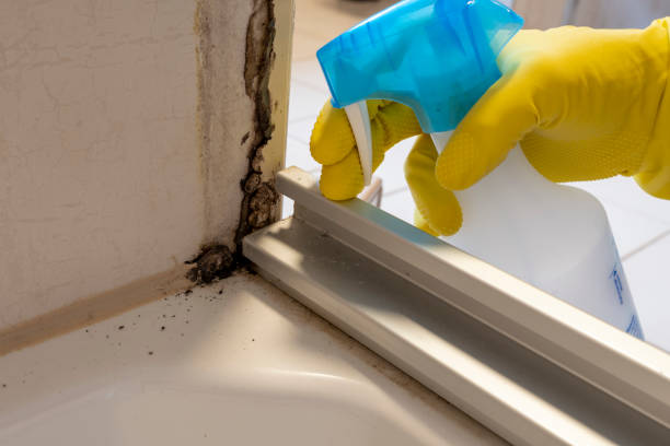 Best Residential Mold Removal  in Seaside, OR