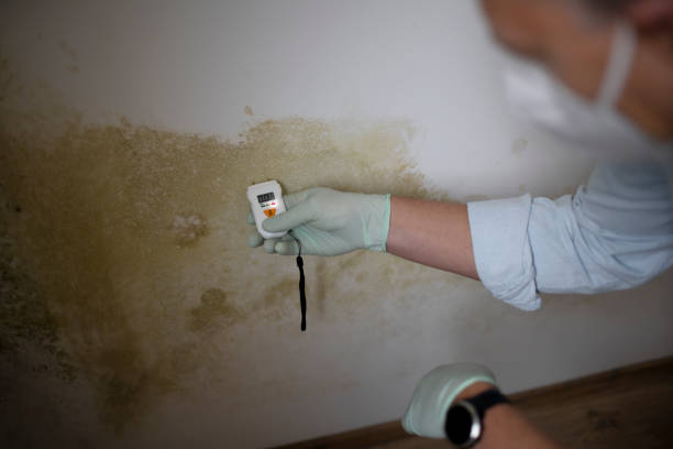 Best Local Mold Removal Service  in Seaside, OR