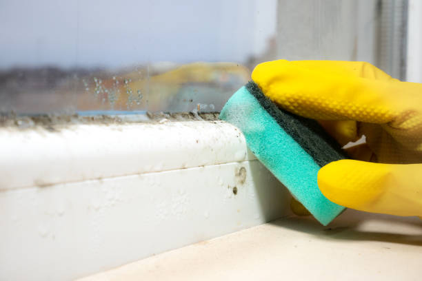 Office Mold Removal Services in Seaside, OR