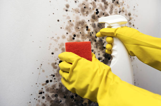 Best Mold Damage Repair  in Seaside, OR