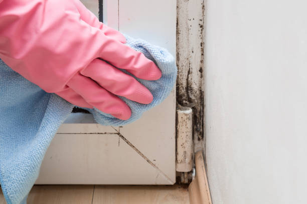 Best Mold Remediation Experts  in Seaside, OR