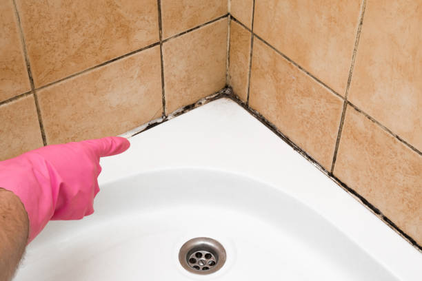 Mold Removal Process in Seaside, OR
